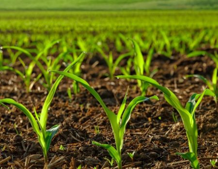 Кіровоградщина збільшила свою частку у вирощуванні зернових культур в Україні