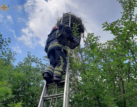 На Кіровоградщині рятувальники повернули “батькам” лелеченя, яке випало з гнізда. ФОТОФАКТ