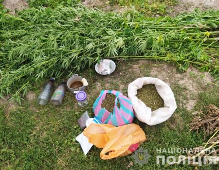 Кіровоградщина: в жителя Новоукраїнського району виявили на подвір’ї 160 кущів конопель. ФОТО