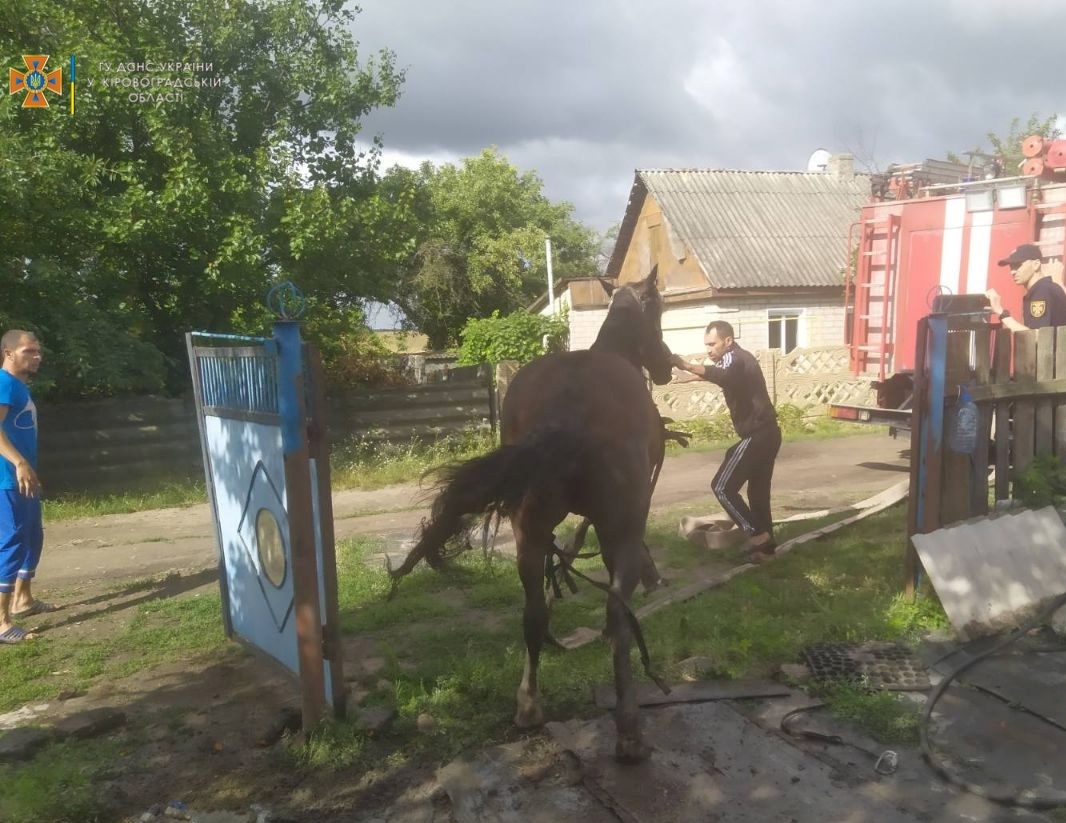 На Кіровоградщині надзвичайникам довелося рятувати коня, який впав до ями. ФОТО