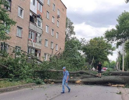 Велетенська тополя впала на багатоквартирний будинок в Олександрії на Кіровоградщині. ФОТО