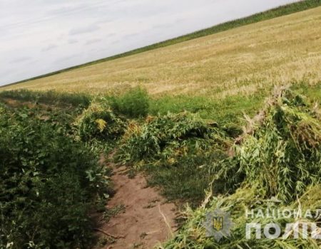 5 тисяч кущів конопель виявили на одному з полів та спалили правоохоронці на Кіровоградщині. ФОТО