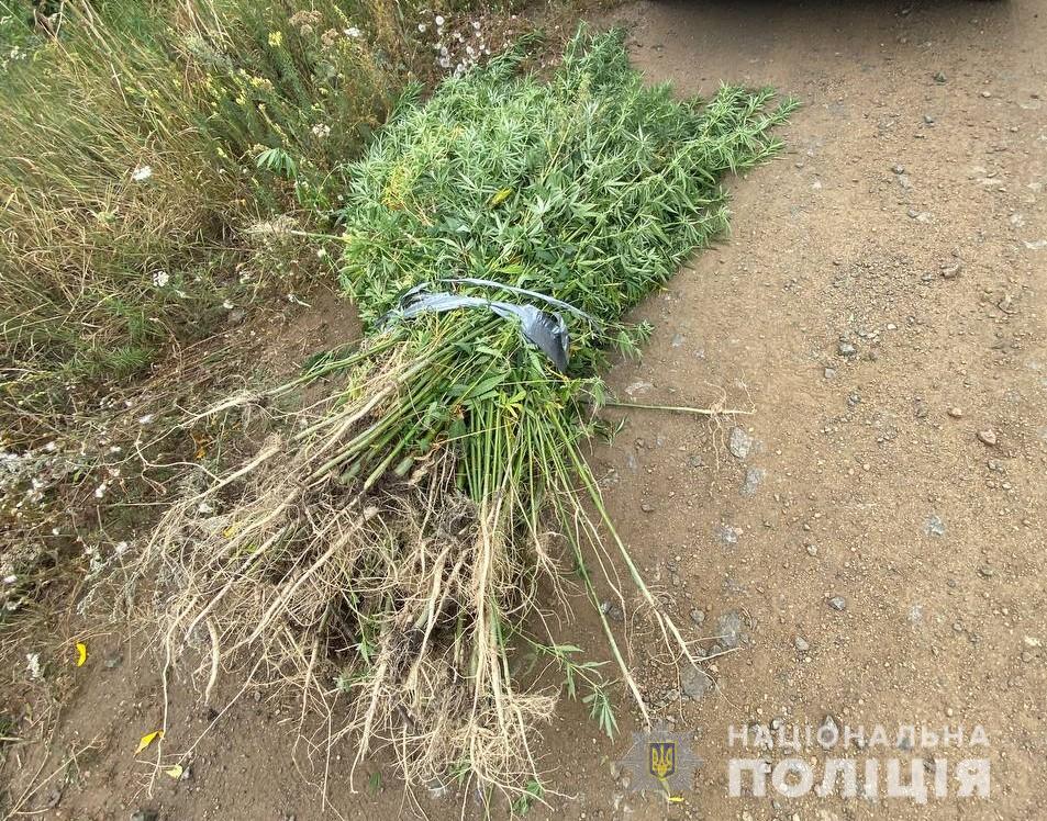 5 тисяч кущів конопель виявили на одному з полів та спалили правоохоронці на Кіровоградщині. ФОТО