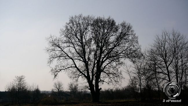 На Кіровоградщині визнали пам’яткою природно-заповідного фонду територію, де росте «Дуб Вартовий»
