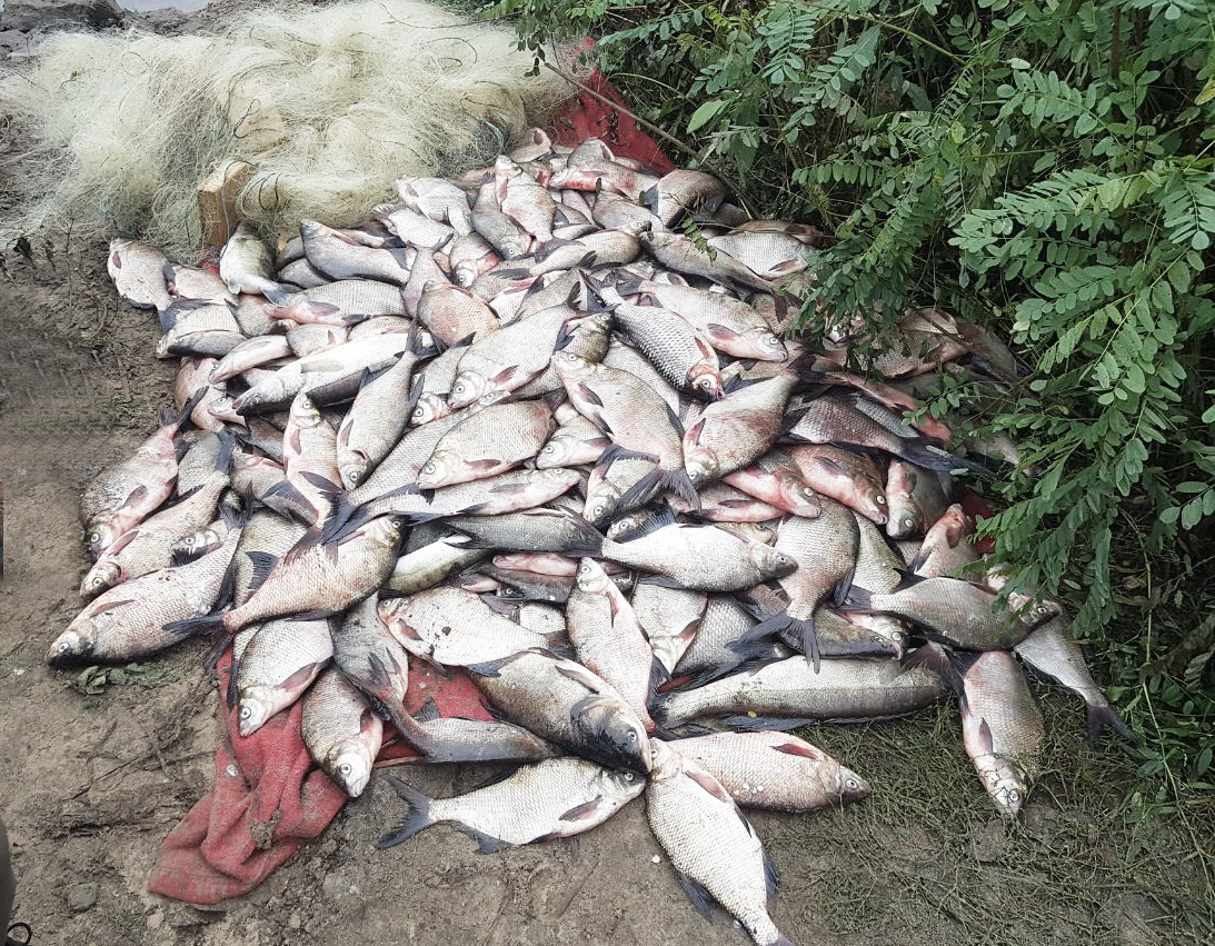 На Кіровоградщині спіймали браконьєрів, які незаконно наловили риби на пів мільйона гривень. ФОТО