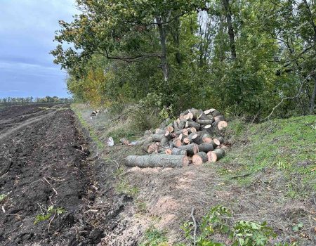 На Кіровоградщині затримали лісорубів, які завдали загальної шкоди на чверть мільйона. ФОТО