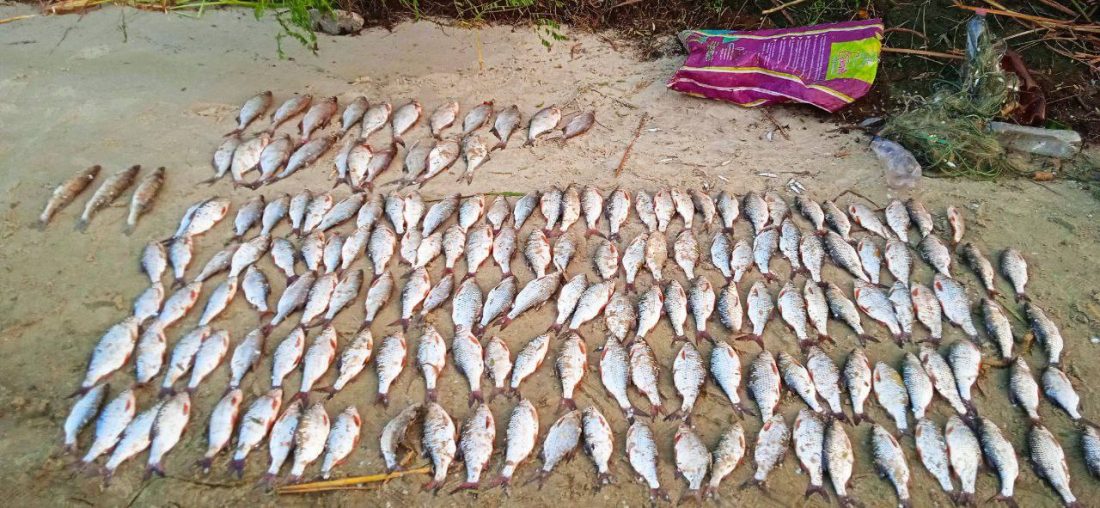 На Кіровоградщині браконьєр у брід наловив сіткою риби майже на 300 тисяч гривень. ФОТО