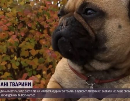 На Кіровоградщину приїхала родина з Харкова, яка вивезла 50 тварин в легковику. ВІДЕО