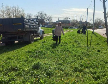 У Кропивницькому висадили алею кентукських кавових дерев. ФОТО