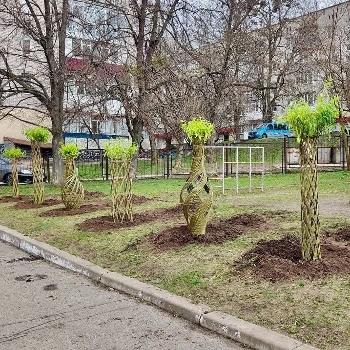 У Світловодську на Кіровоградщині висадили дерева зі стовбурами у формі різних фігур. ФОТО