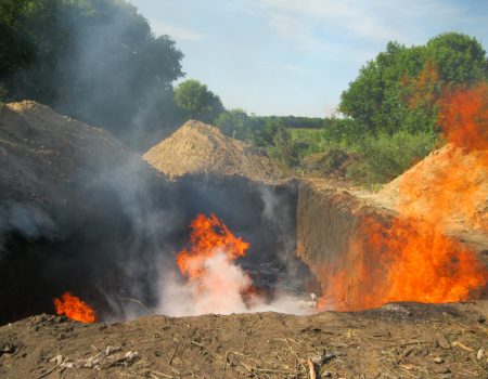 На підприємстві в Кіровоградській області спалять всіх свиней через африканську чуму