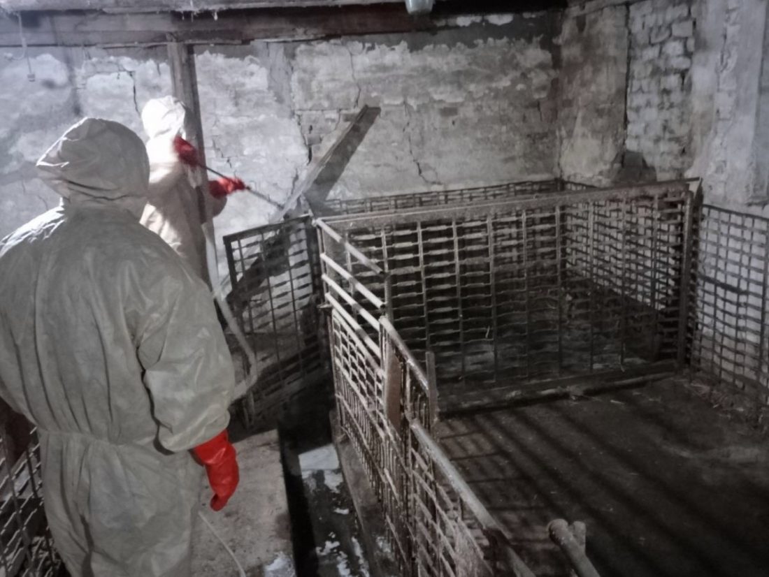 Вісім голів свиней загинуло в Кропивницькому районі через африканську чуму, в селі ввели карантин. ФОТО