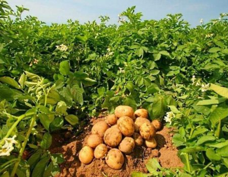 На Кіровоградщині цьогоріч аграрії посадили 40 тисяч гектарів картоплі