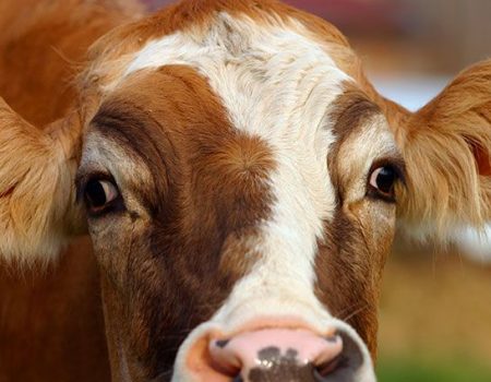 У Бобринці на Кіровоградщині врятували корову, яка впала до ями