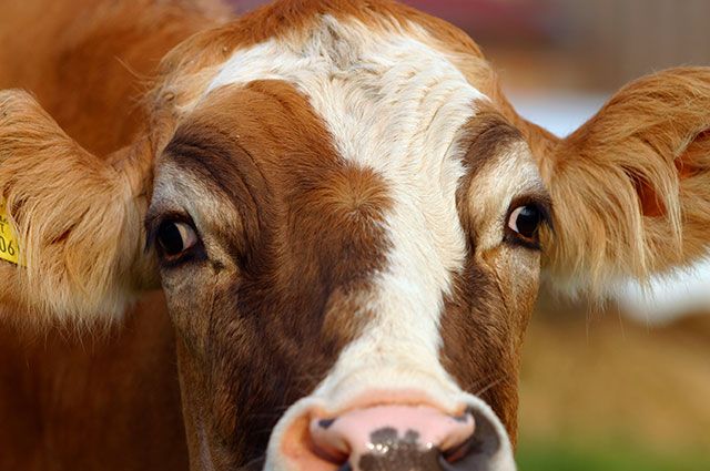 У Бобринці на Кіровоградщині врятували корову, яка впала до ями