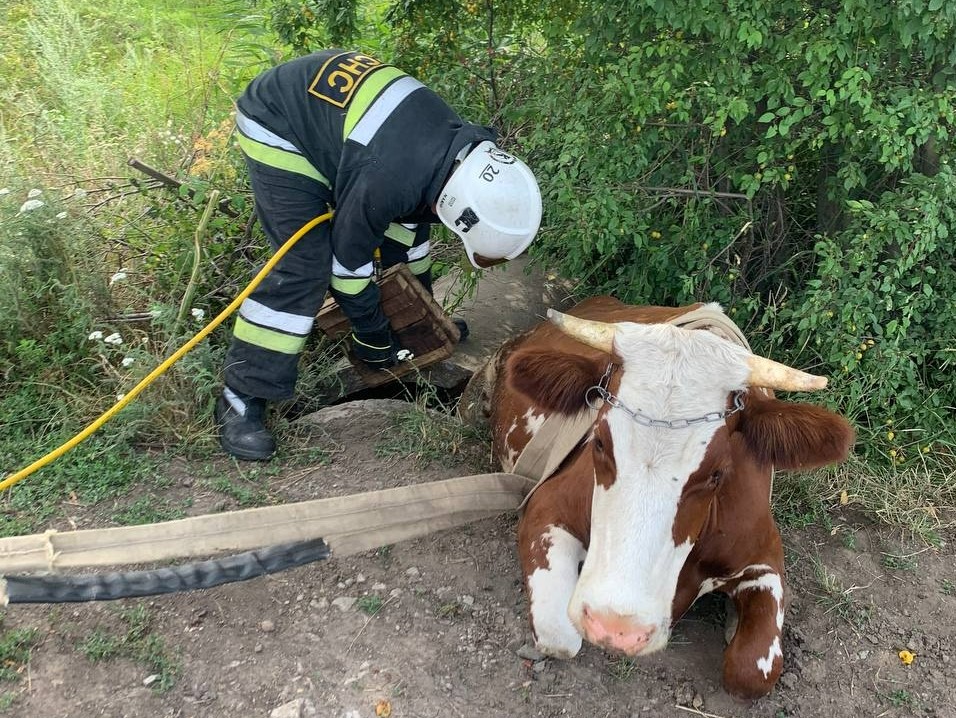 На Кіровоградщині надзвичайники провели операцію з порятунку корови. ФОТО