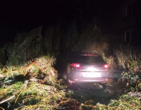 У Кропивницькому дерево впало на легковик. ФОТО