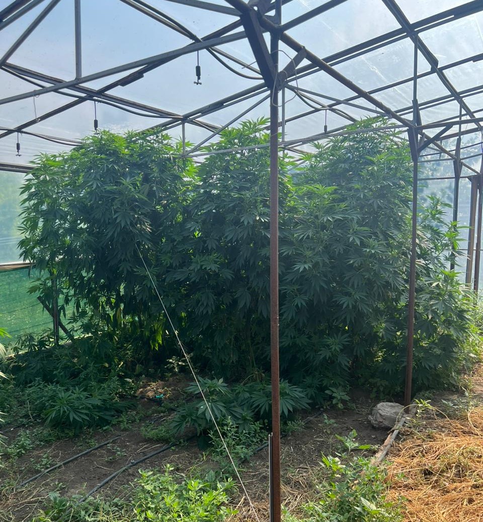 Житель Кропивницького вирощував триметрові коноплі в теплиці на подвір&#8217;ї. ФОТО