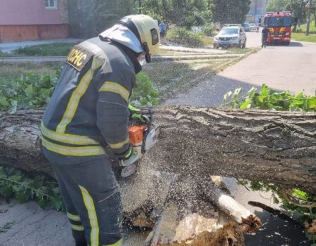 Негода пошкодила десяток дерев у Кропивницькому й Олександрії. ФОТО