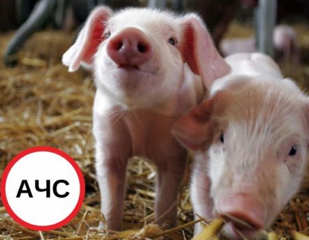 Ще в одному селі в Кропивницькому районі виявили африканську чуму свиней
