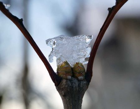 Синоптики прогнозують до 12 градусів морозу на Кіровоградщині