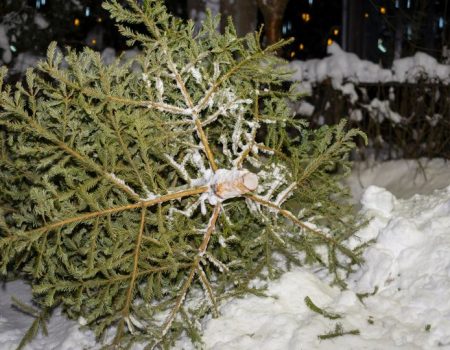 Здавати ялинки на утилізацію після свят закликають у Кропивницькому