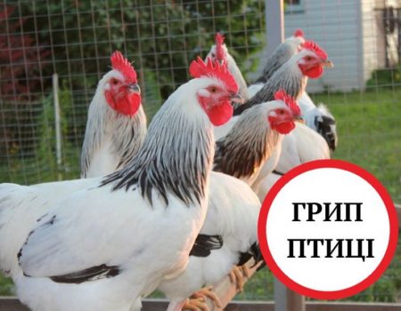 Випадки загибелі домашньої птиці від високопатогенного грипу зафіксували на Кіровоградщині