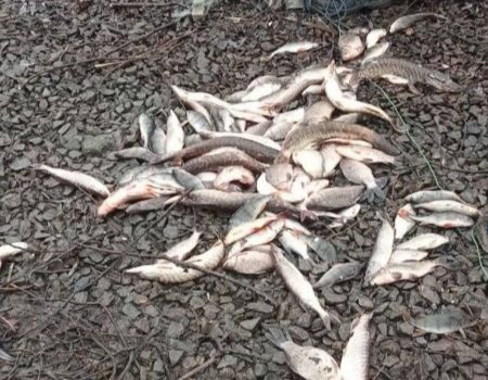 На Кіровоградщині браконьєр завдав збитків рибному господарству майже на 300 тисяч гривень. ФОТО