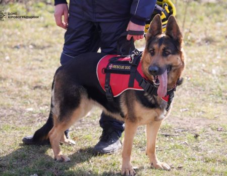 У Кропивницькому собак-рятувальників тренували шукати людину в надзвичайних умовах