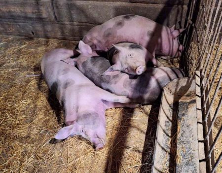 Треба умертвити понад 400 свиней: на Кіровоградщині фіксують вже другий випадок африканської чуми