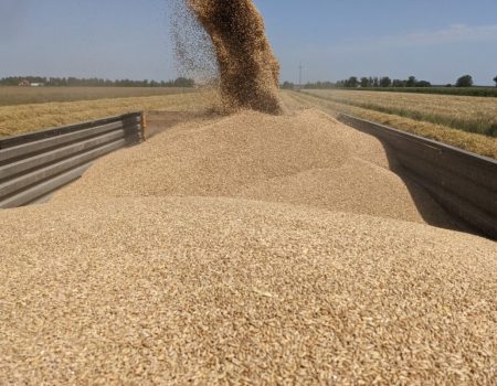 Суд виніс вирок підприємцям, які заволоділи зерном ДП “Червоний землероб” на Кіровоградщині
