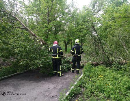 На Кіровоградщині знову падали дерева. ФОТО