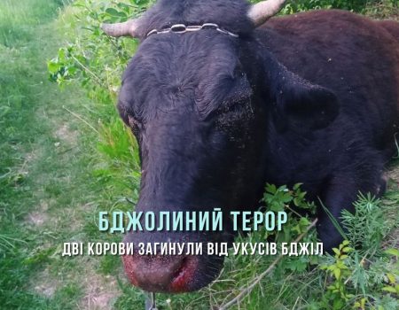 Бджолиний терор: в селі на Кіровоградщині через пасіку гинуть тварини та страждають люди. ФОТО