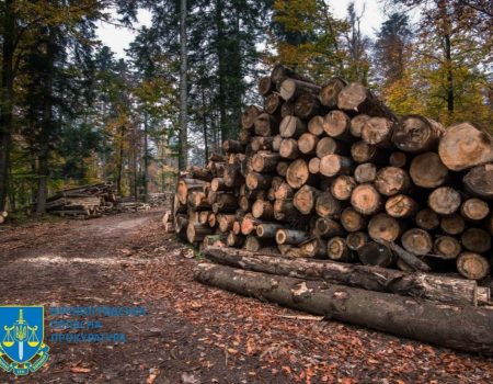 На Кіровоградщині судитимуть майстра лісу та його спільників за незаконну вирубку дерев. ФОТО