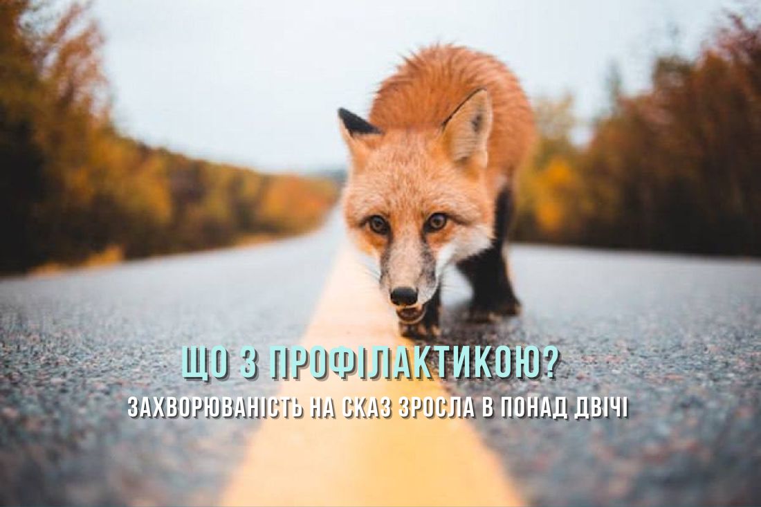 Коли цьогоріч чекати на імунізацію диких тварин проти сказу на Кіровоградщині