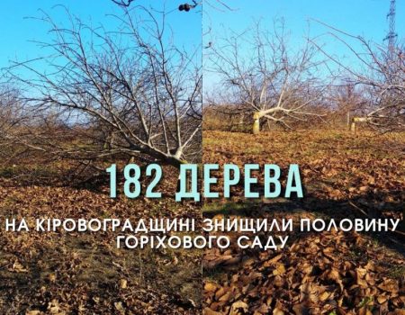 На Кіровоградщині невідомі знищили 182 дерева горіхового саду. ФОТО. ВІДЕО