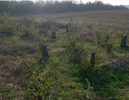 У ландшафтному парку на Кіровоградщині невідомі спиляли й знищили сотні дерев