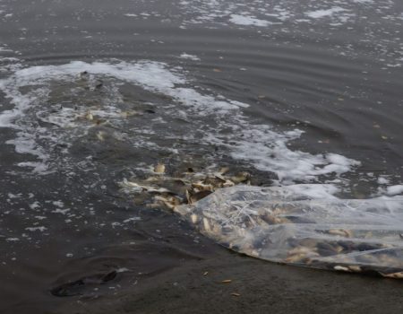 Кременчуцьке й Кам’янське водосховища на Кіровоградщині зарибили 6 тоннами коропів та товстолобів. ФОТО