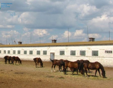 Суди ухвалили вже 13 рішень про повернення землі кінзаводу на Кіровоградщині з приватної власності