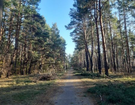 Освітлять і забудуть? Чим загрожує дозвіл міськради на підстанцію в лісопарковій зоні Кропивницького?