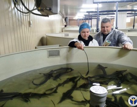 Як у Гайвороні на Кіровоградщині працює ферма із вирощуванням осетрів. ФОТО