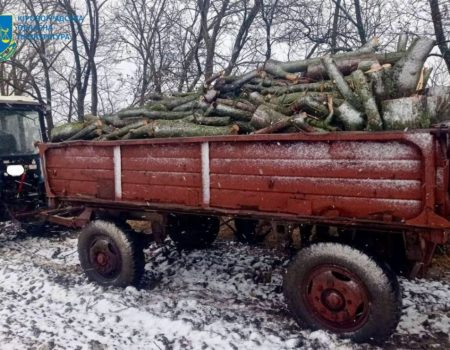 Жителю Кіровоградщини, який вирубав дерева в лісозахисній смузі, повідомили про підозру. ФОТО