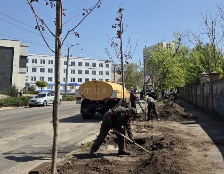 Міська влада відзвітувала про висадження в Кропивницькому 800 дерев. Реакція містян