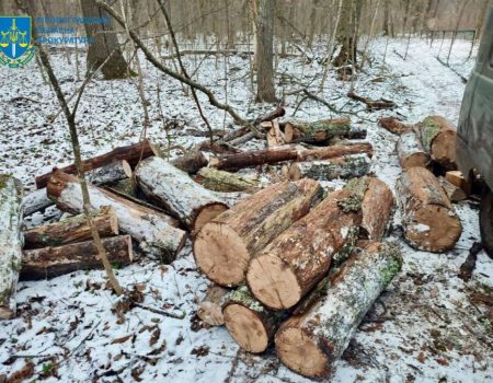 На Кіровоградщині затримали чоловіка, який рубав дерева у заказнику