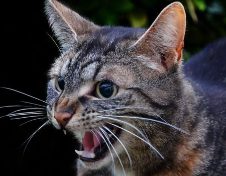 Відніс авіабомбу від позицій: військового з Кіровоградщини нагородили орденом “За мужність”. ФОТО