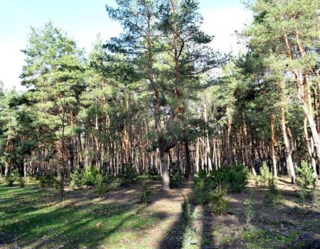 Нардеп від Кіровоградщини вступив у міжфракційну групу Разумкова