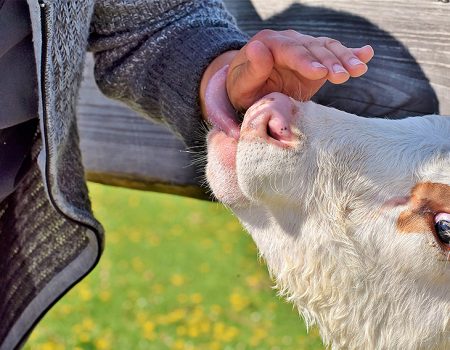 На Кіровоградщині завершили будівництво біогазового комплексу з переробки відходів в електроенергію