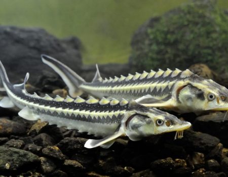 На Кіровоградщині судитимуть інженера, який прийняв у підрядника недоремонтовану дорогу