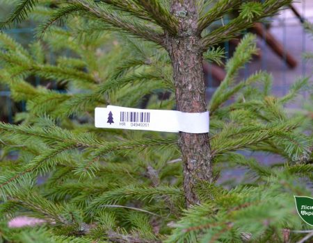 У Кропивницькому не розминулися Toyota Corolla і Nissan Qashqai. ФОТО